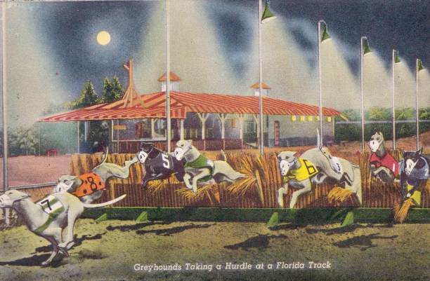 短跑跑鞋品牌对比:轻量、抓地力与缓震性能分析